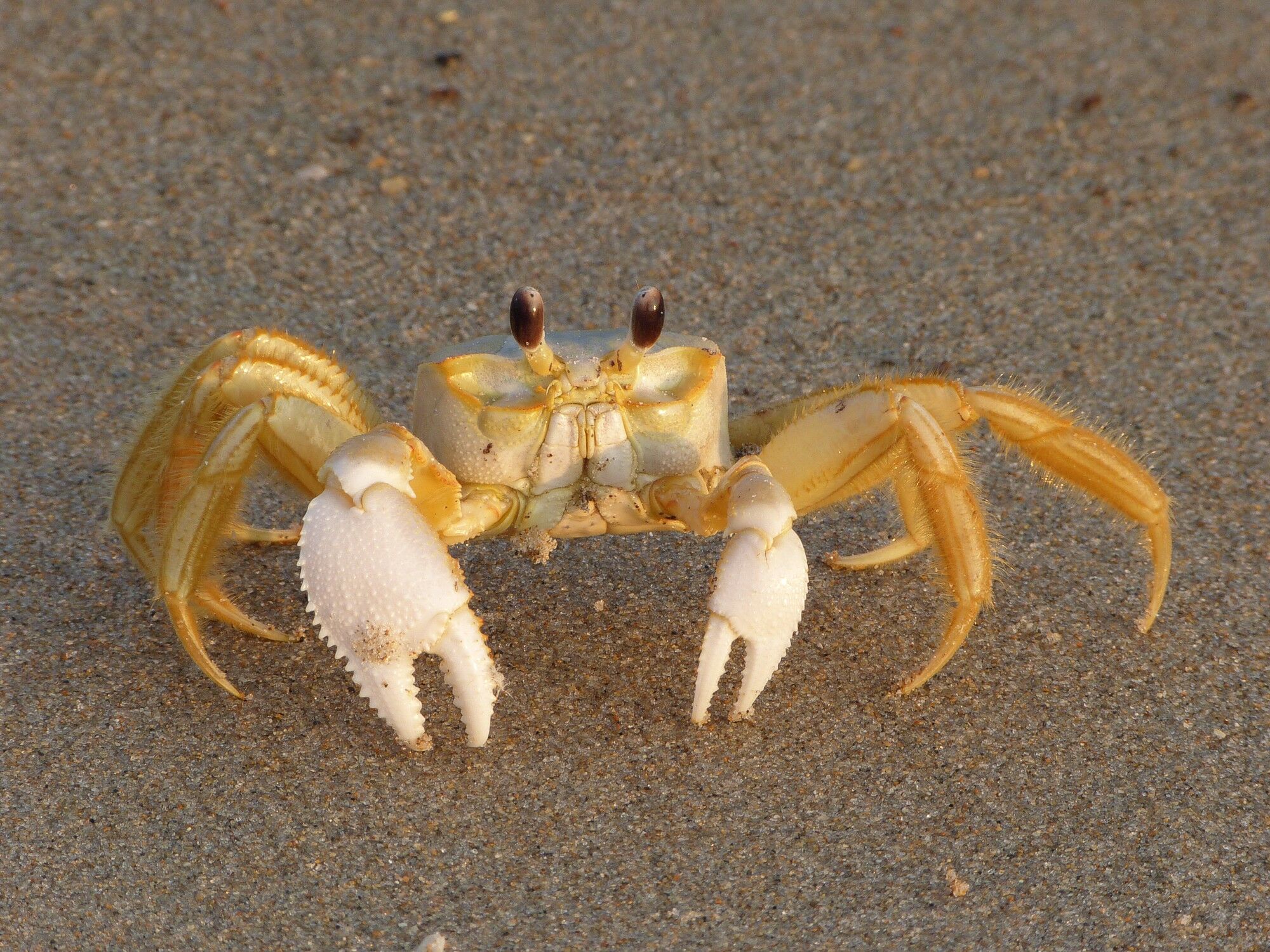 Click to See Next Image